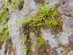 Pinguicula vallisneriifolia