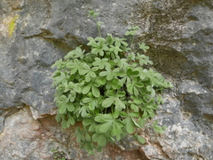 Potentilla caulescens