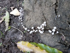 Fungi