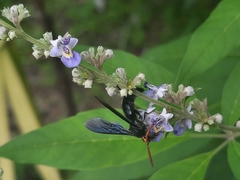 Scolia superciliaris