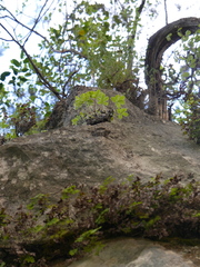 Potentilla caulescens
