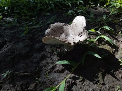 Fungi