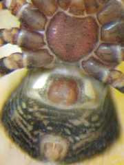 Pycnaxis