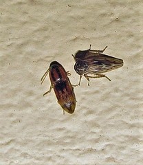 Conoderus bellus