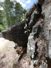Anarrhinum laxiflorum