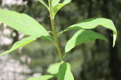 Chamaenerion angustifolium