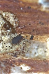 Liacaridae