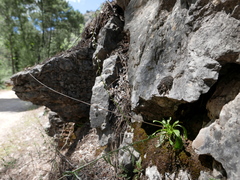 Anarrhinum laxiflorum