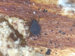 Liacaridae