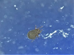 Liacaridae
