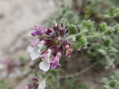 Teucrium rotundifolium