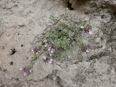 Teucrium rotundifolium