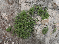 Galium erythrorrhizon