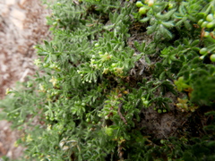 Galium erythrorrhizon