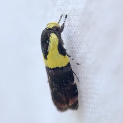 Rectiostoma xanthobasis