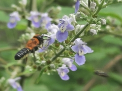Megachile umbripennis