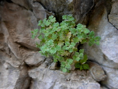 Teucrium rotundifolium