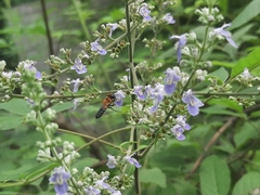 Megachile umbripennis
