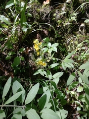 Lysimachia verticillaris