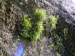 Pinguicula vallisneriifolia