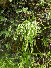 Pinguicula vallisneriifolia