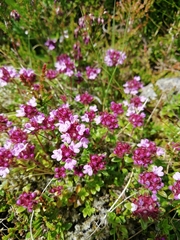 Thymus praecox britannicus