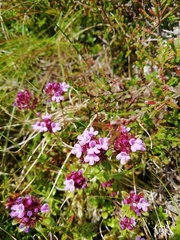 Thymus praecox britannicus