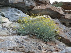 Santolina rosmarinifolia pectinata