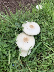 Chlorophyllum molybdites image