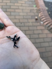 Pseudevernia furfuracea