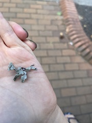 Pseudevernia furfuracea