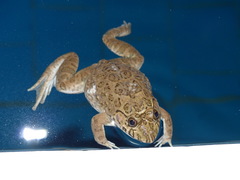 Hoplobatrachus occipitalis