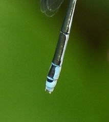 Aciagrion occidentale