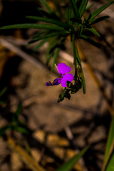 Polygala gracilenta