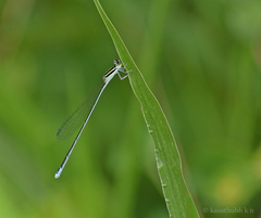 Aciagrion occidentale