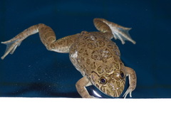 Hoplobatrachus occipitalis