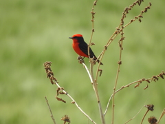 Pyrocephalus rubinus
