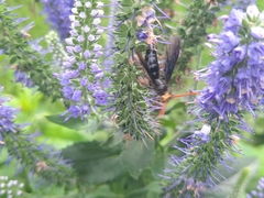 Scolia superciliaris