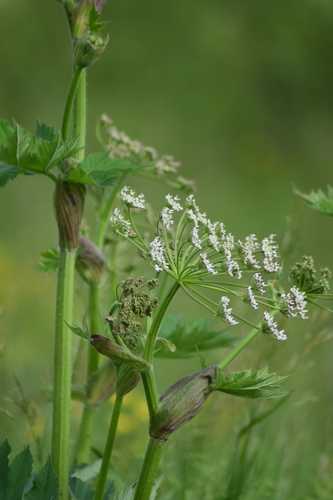dissected hogweed