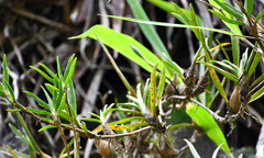 Maxillaria aggregata