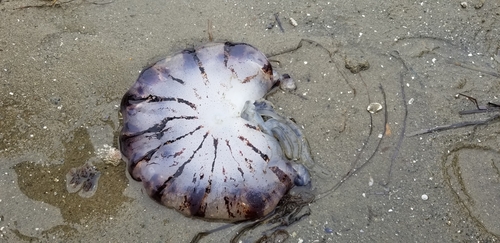 photo of Purple-striped Sea Nettle (Chrysaora colorata)