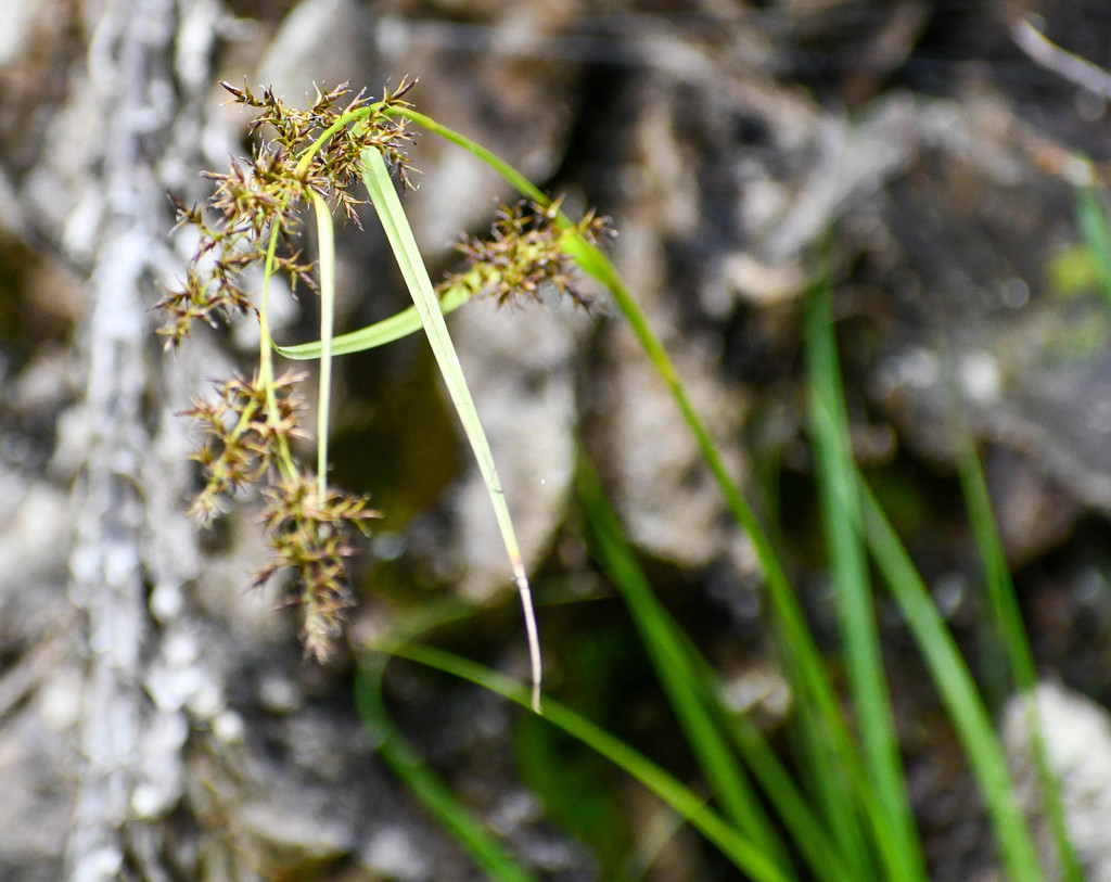 Carex humboldtiana