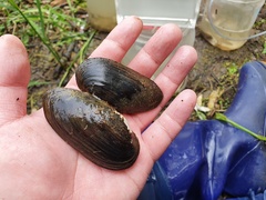 Nodularia douglasiae