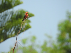 Pyrocephalus rubinus