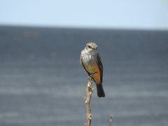 Pyrocephalus rubinus