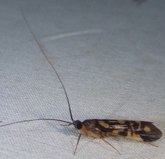 Macrostemum carolina