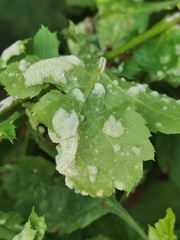 Podosphaera clandestina