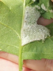 Podosphaera clandestina