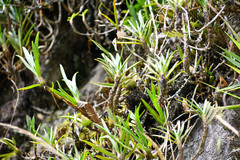 Maxillaria aggregata