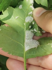 Podosphaera clandestina